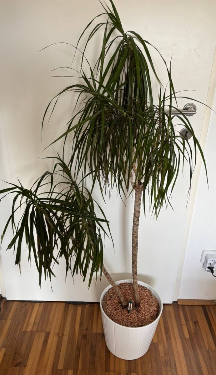 Dracaena Drachenbaum Zimmerpflanze,  15,- (9020 Klagenfurt) - willhaben