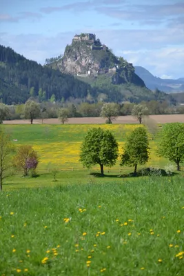 Immobilie kaufen in Sankt Veit an der Glan – 124 448 m² – Bild 6 von 24