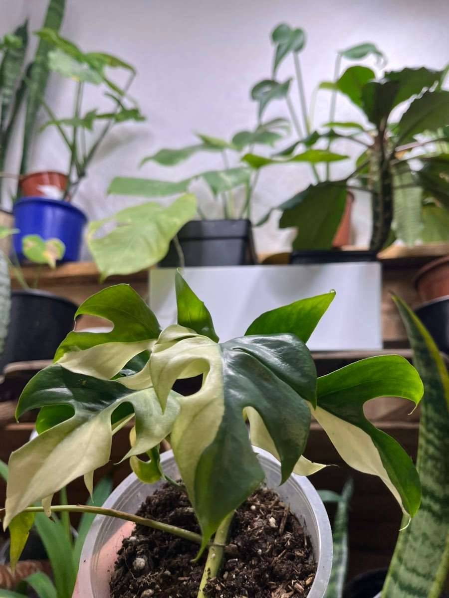 Rhaphidophora Tetrasperma Variegata (Monstera Minima Variegata),  25,-  (6020 Innsbruck) - willhaben