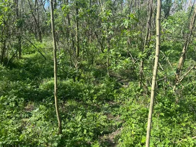 Grundstück mieten in Gänserndorf – 2 500 m², € 15.000 – Bild 3 von 3