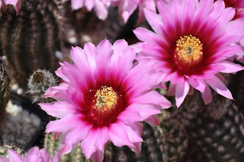 3 Kakteen Echinocereus caespitosus mit Knospen/ Blten winterhart,  12,-  (2340 Mdling) - willhaben