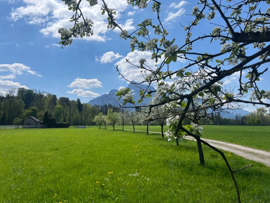 Der Ort für Ihr neues Zuhause... einmalige Traumlage in Salzburg - Morzg - Widok 2