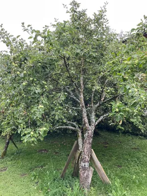 7-Zimmer-Haus kaufen in Schärding – 225 m², € 300.000 – Bild 7 von 25