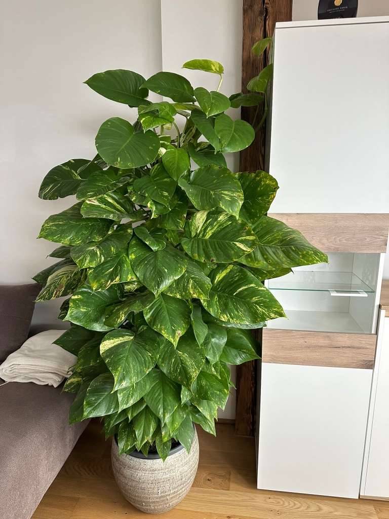 Wunderschne Efeutute 1,70 m | pflegeleichte Zimmerpflanze | Epipremnum,   55,- (8020 Lend) - willhaben