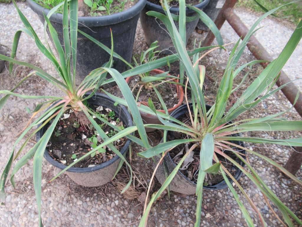 sansevieria tough lady Sansevieria 'Tough Lady'