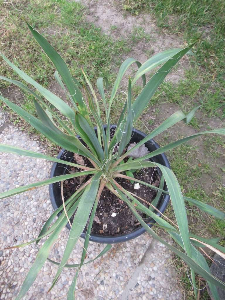 mnnliche stechpalme Ilex cornuta - Herrenkamper Grten