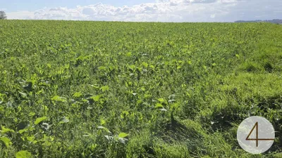 Grundstück kaufen in Grieskirchen – 75 000 m², € 16 – Bild 4 von 6