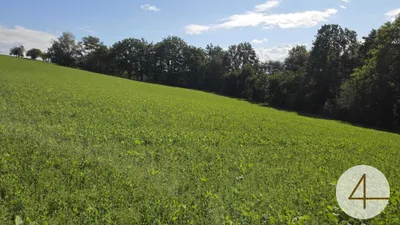 Grundstück kaufen in Grieskirchen – 75 000 m², € 16 – Bild 5 von 6