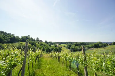 Grundstück kaufen in Hartberg-Fürstenfeld – 7 886 m², € 480.000 – Bild 2 von 6