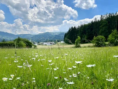 Grundstück kaufen in Vöcklabruck – 3 382 m², € 525.000 – Bild 2 von 6