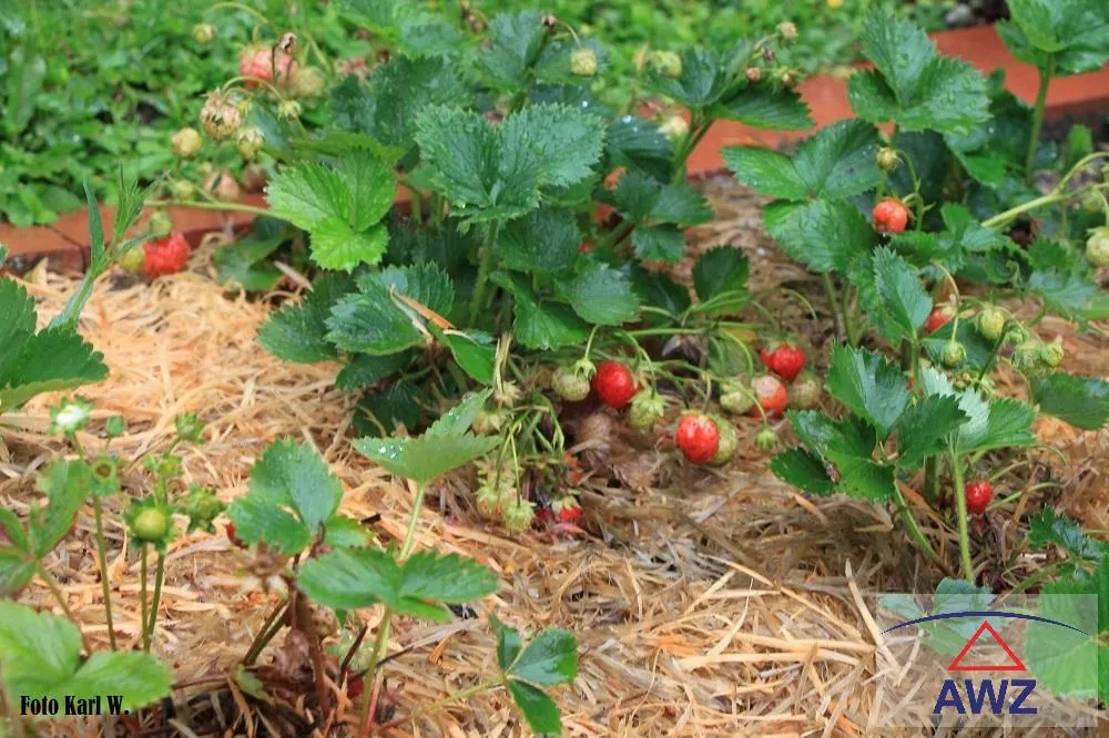 Projekt Naturgärten ! - Ansicht 2