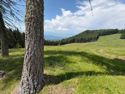 Grundstück kaufen in Sankt Veit an der Glan – 69 156 m², € 210.000 – Bild 4 von 13
