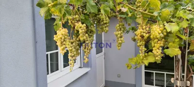7-Zimmer-Immobilie kaufen in Mödling – 713 m², € 4.949.000 – Bild 10 von 20