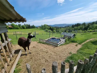 Immobilie kaufen in Graz-Umgebung – 53 000 m², € 199.000 – Bild 5 von 7
