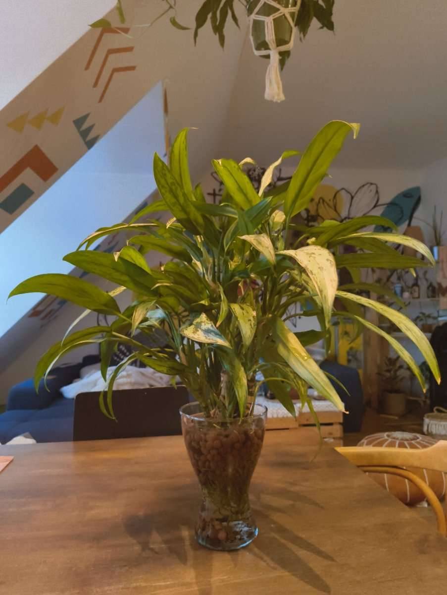 Aglaonema / Kolbenfaden - dekorative Zimmerpflanze, 60 cm, im Glasgef,   40,- (1200 Wien) - willhaben