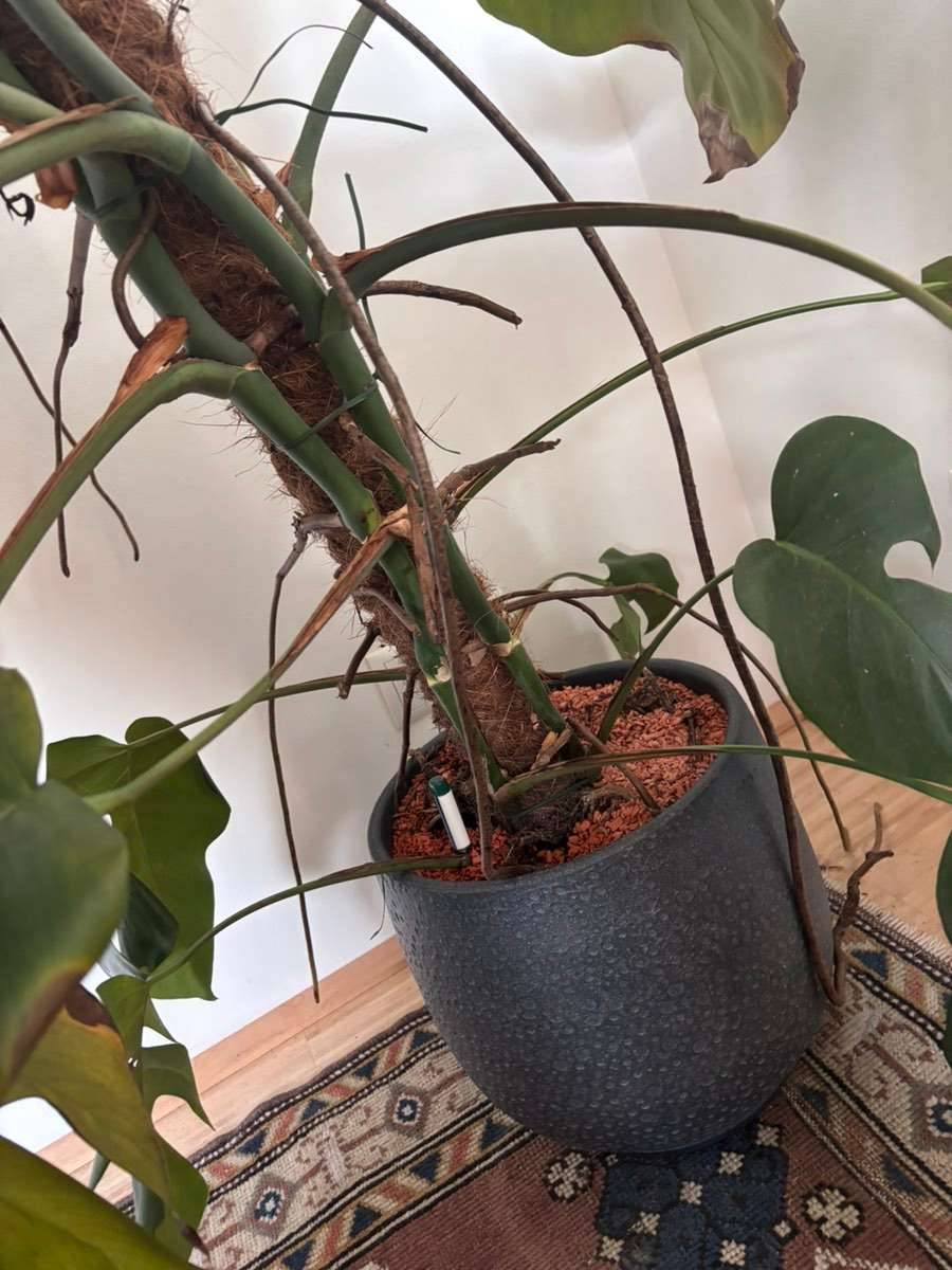 philodendron florida pflege Philodendron Florida Ghost main image 0