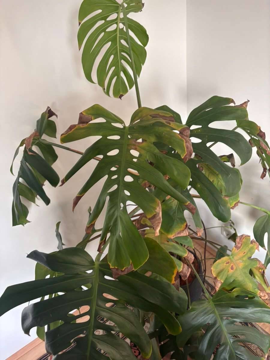 Monstera-Pflanze zu verschenken,  0,- (6020 Innsbruck) - willhaben