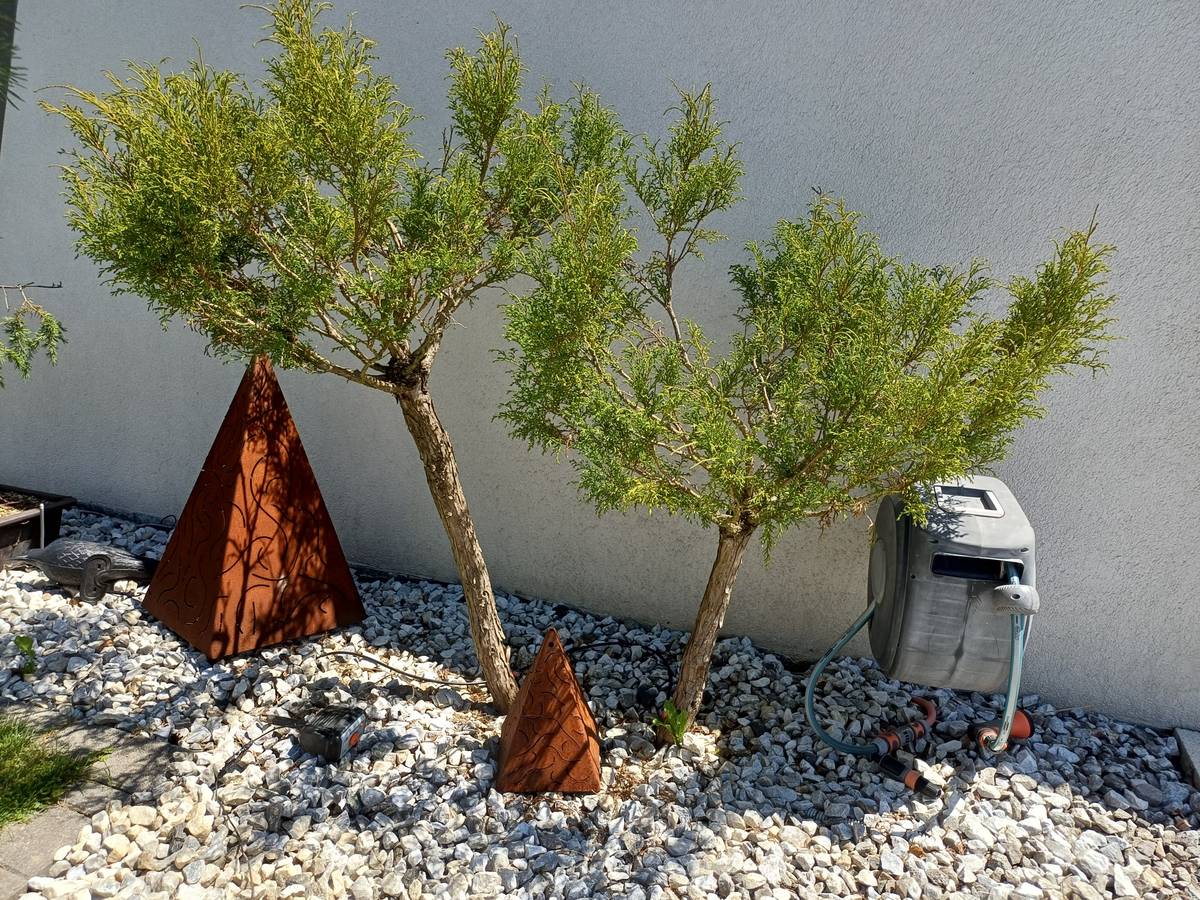 Wacholder Bonsai / Juniperus Chinensis / Wacholder Baum,  160,- (8403  Lebring-Sankt Margarethen) - willhaben