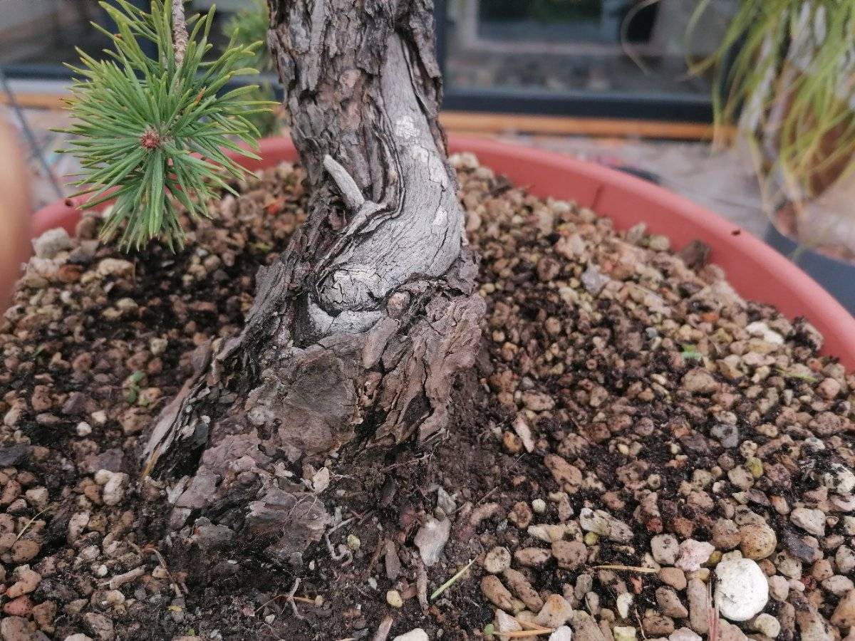 Bonsai Jamadori Pinus Silvestris Rohling,  190,- (6500 Landeck) - willhaben