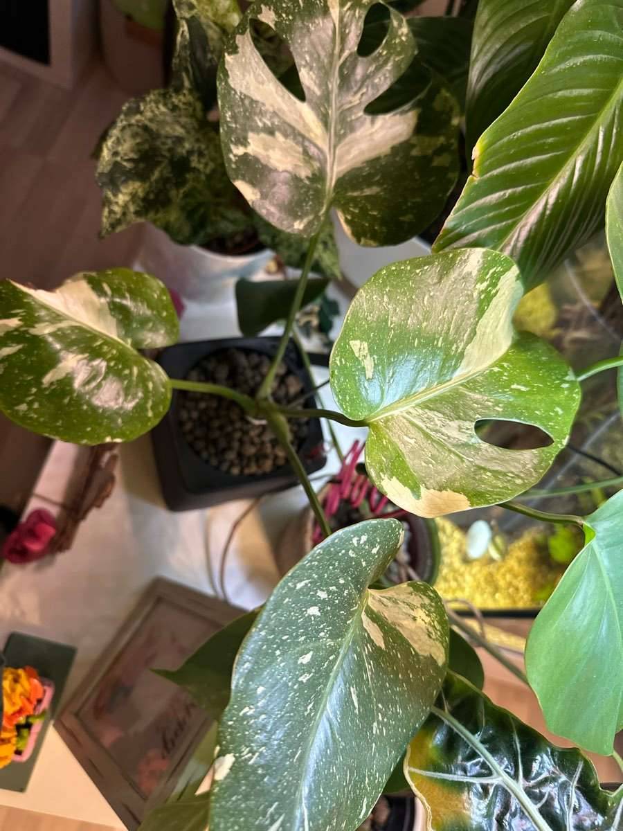 Jungpflanze Monstera Thai Constellation,  10,- (2104 Spillern) - willhaben