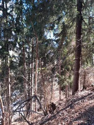 Grundstück kaufen in Spittal an der Drau – 1 914 m², € 5.300 – Bild 2 von 4