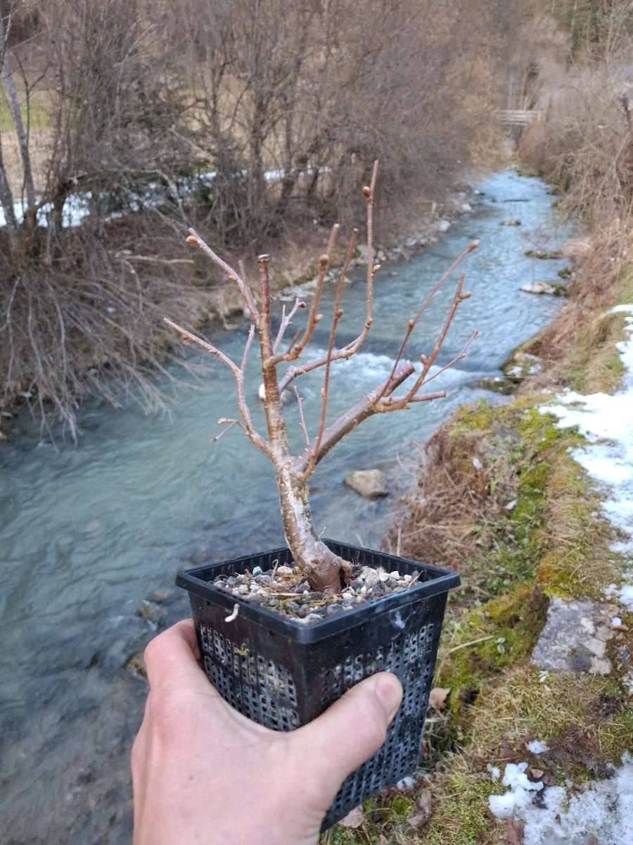 scotch pine bonsai Scots Pine main image 1