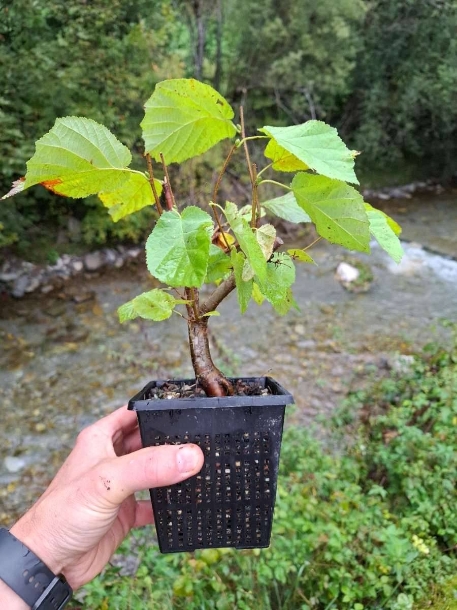 bambus wolle Bamboo Uni  ZaubermausisWollstuebchen