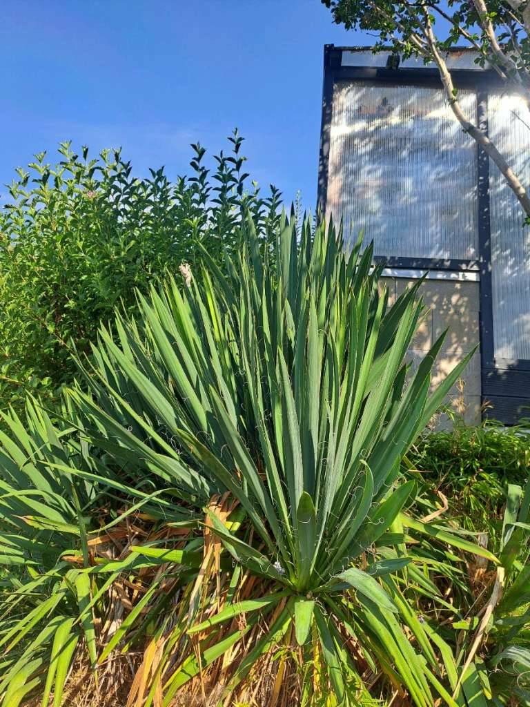 Yucca filamentosa/ Fdige Palmlilie-Hauswurz,  15,- (8230 Hartberg  Umgebung) - willhaben