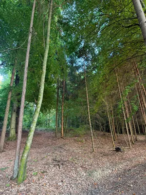 Grundstück kaufen in Weiz – 5 384 m², € 1 – Bild 5 von 7