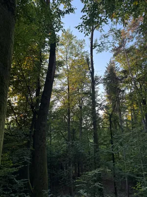 Grundstück kaufen in Weiz – 5 384 m², € 1 – Bild 2 von 7