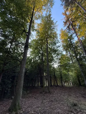 Grundstück kaufen in Weiz – 5 384 m², € 1