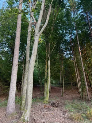Grundstück kaufen in Weiz – 5 384 m², € 1 – Bild 6 von 7
