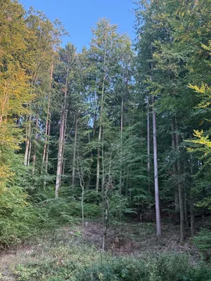 Grundstück kaufen in Weiz – 5 384 m², € 1 – Bild 4 von 7