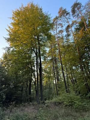 Grundstück kaufen in Weiz – 5 384 m², € 1 – Bild 3 von 7
