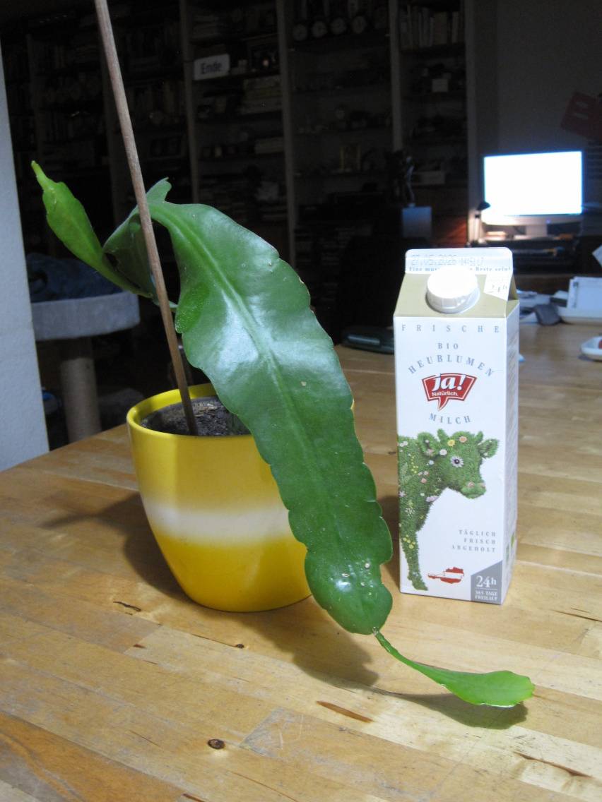 Blattkaktus - Orchideenkaktus - Preis inklusive bertopf,  6,- (1230 Wien)  - willhaben