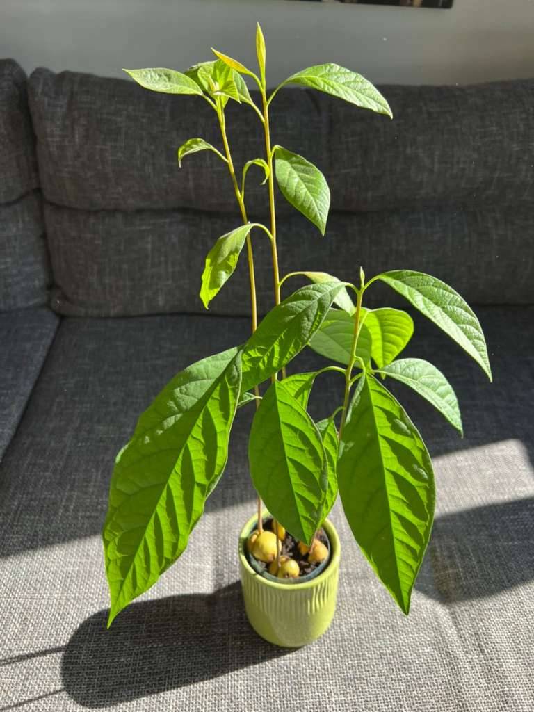 epipremnum pinnatum variegata xxl Pothos Epipremnum pinnatum albo variegata