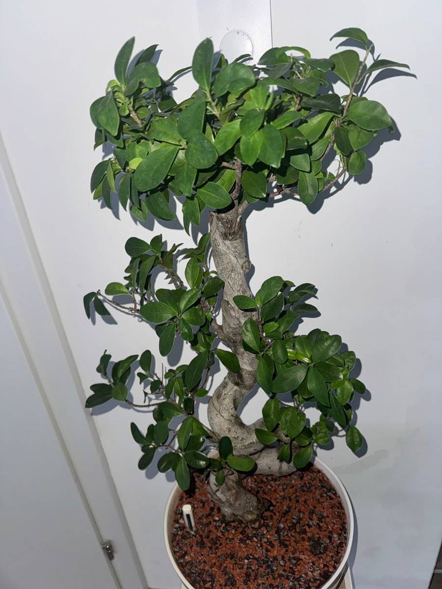bambus obstschale Nachhaltige Bambus Schssel 26 cm. Handgemachte Bambusschale.  Maison  Brmond
