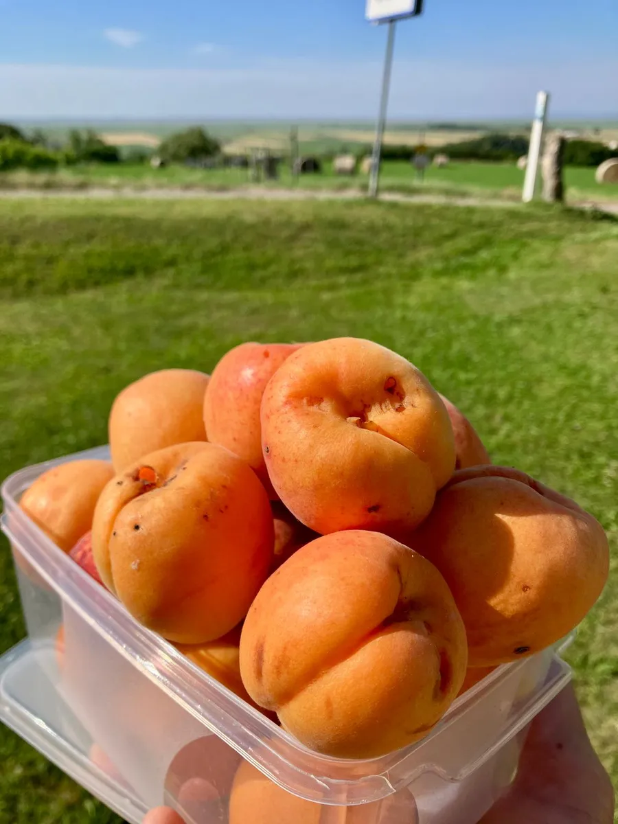 Sonniger Obstgarten mit unverbaubarem Seeblick in Jois - Ansicht 2