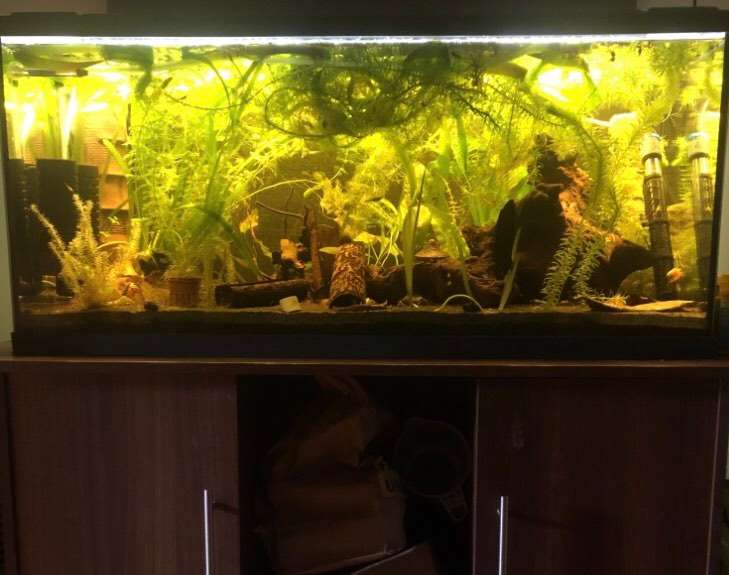 Aquarium 180 Liter mit cheapest Unterschrank