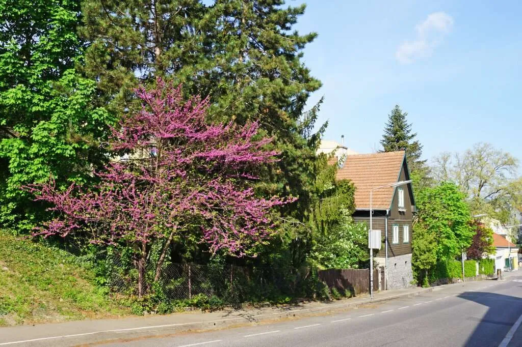 Baugrund mit Altbestand in Hietzing Nähe St. Josef Krankenhaus - Widok 2