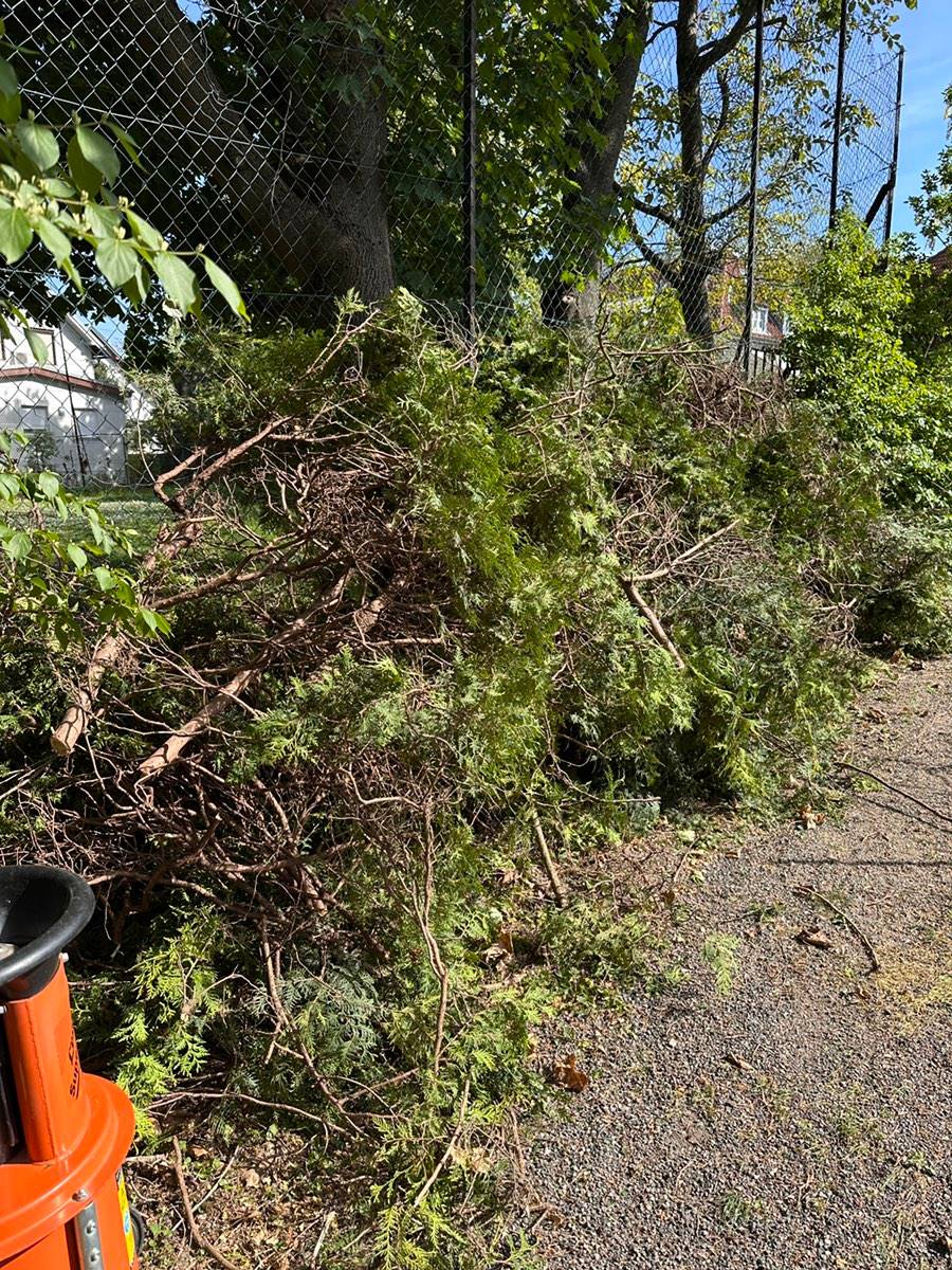 Heckenschnitt Thuja / Grnschnitt,  0,- (1160 Wien) - willhaben