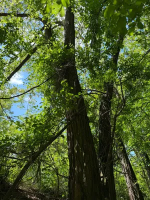 Immobilie kaufen in Hollabrunn – 2 593 m², € 5.650 – Bild 9 von 11