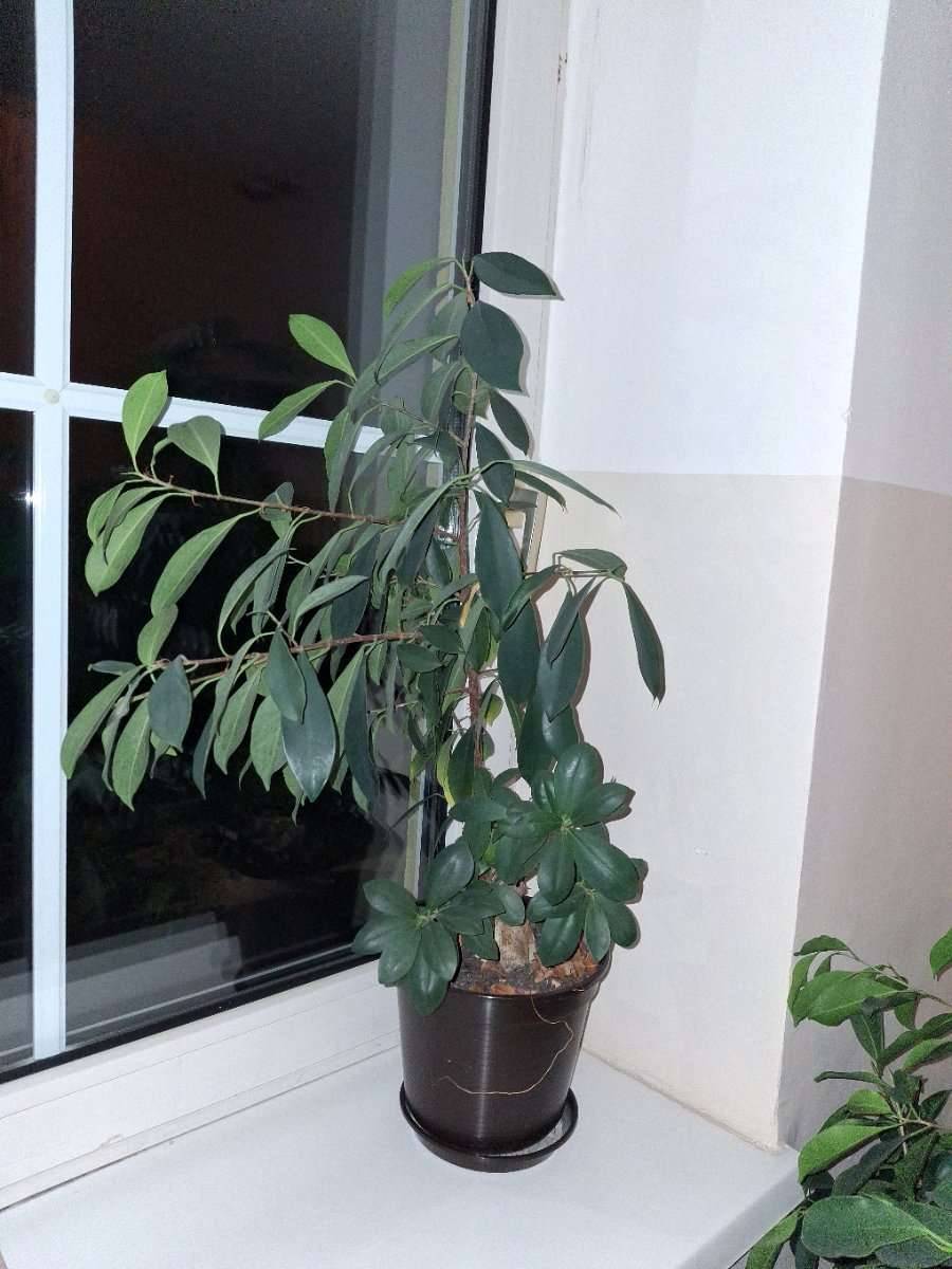 Bonsai ficus ca 50 cm gro,  15,- (2700 Wiener Neustadt) - willhaben