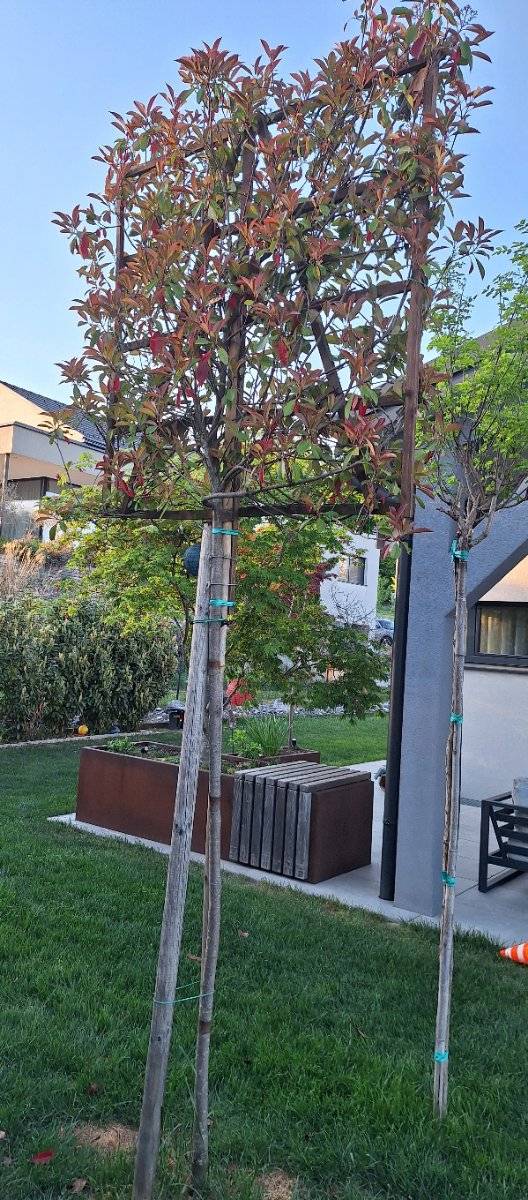 Glanzmispel/ Photonia/ Red Robin Spalier Hochstamm,  220,- (8076  Vasoldsberg) - willhaben