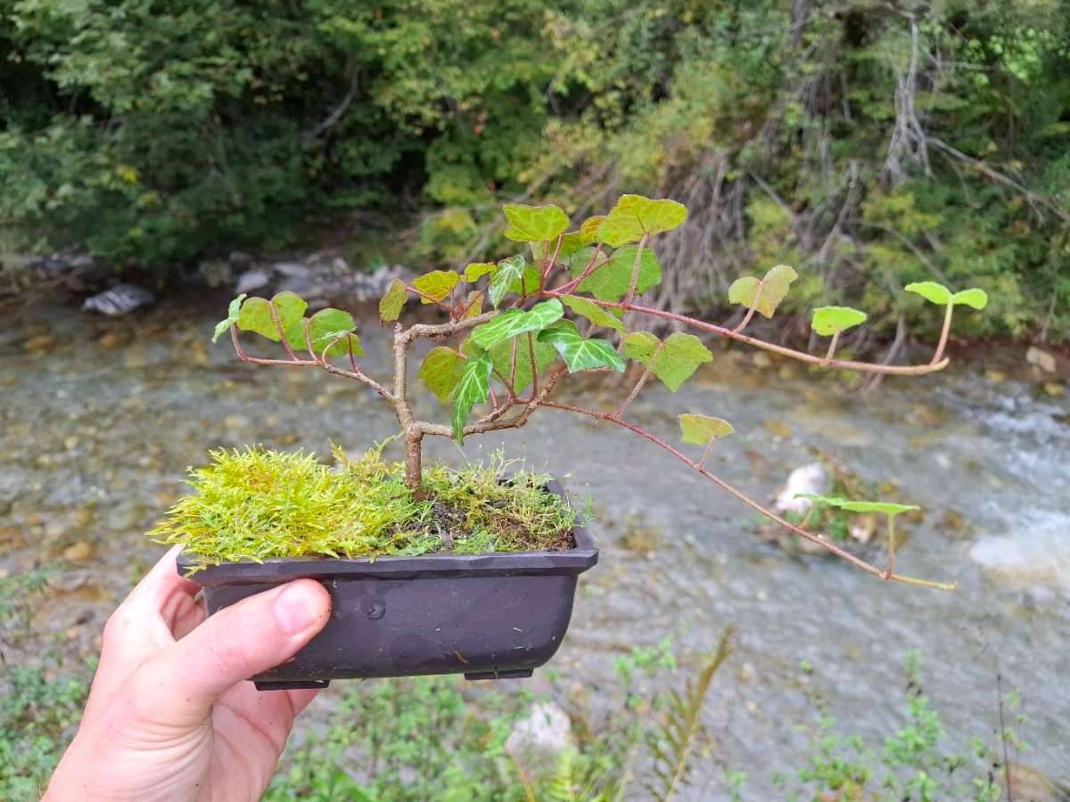 Efeu Pre - Bonsai. Ca 15 cm hoch.,  15,- (5500 Pham) - willhaben