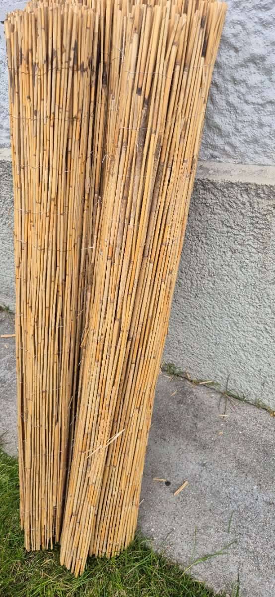 dracaena plant Dracaena Marginata Magenta – Hammer + Vine main image 1