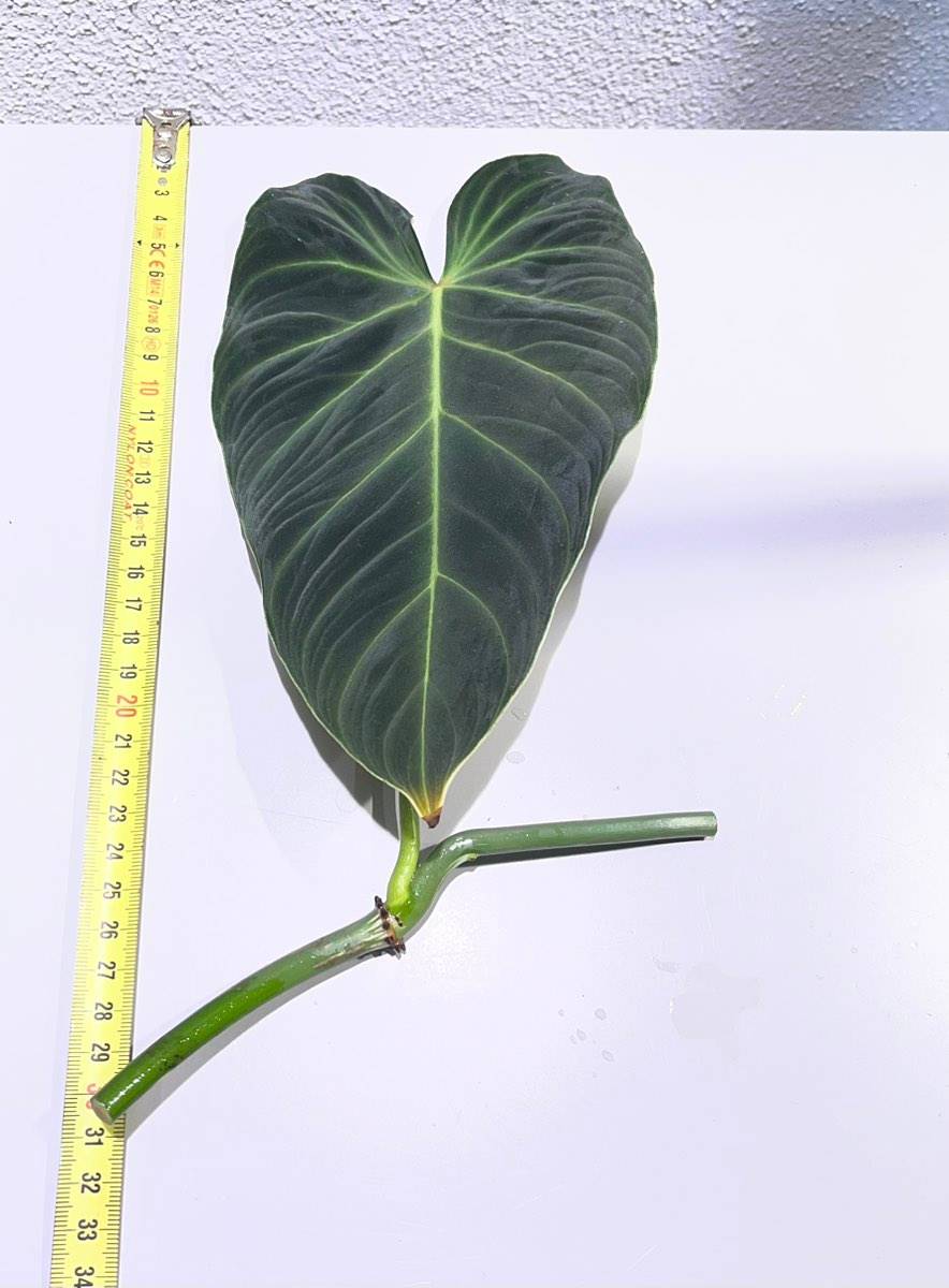 Philodendron 'Splendid'-Steckling,  15,- (1150 Wien) - willhaben