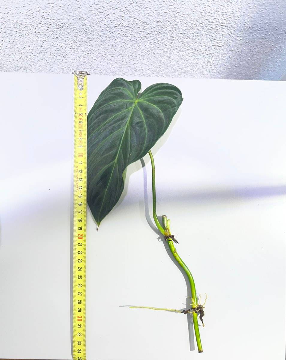 Philodendron 'Splendid'-Steckling,  15,- (1150 Wien) - willhaben