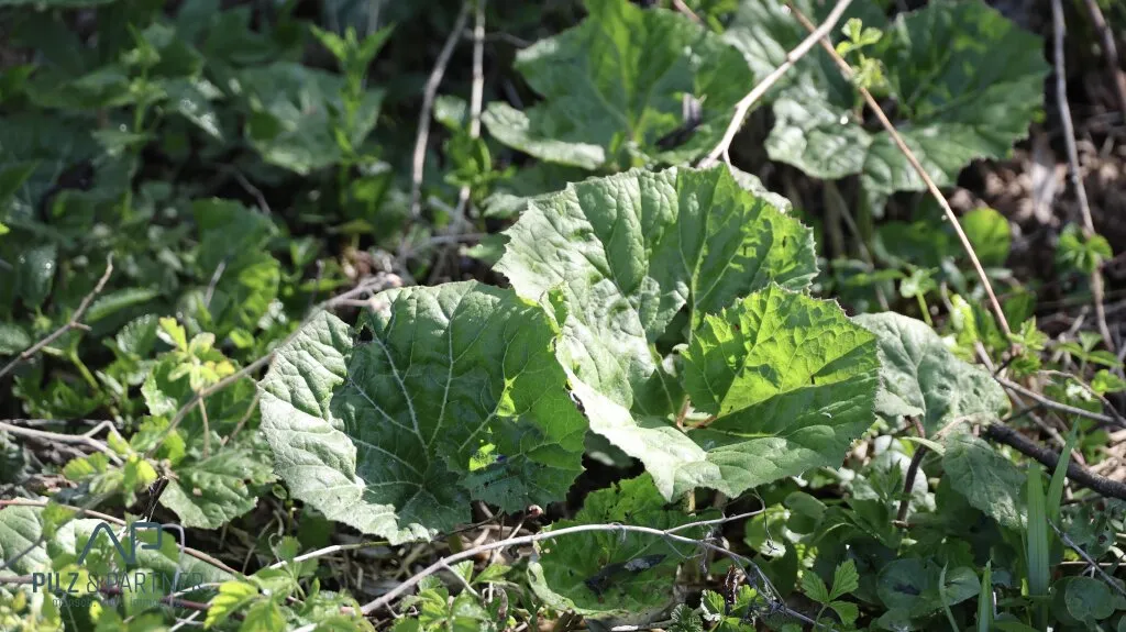 Idylle am Bach! Einzigartiges Baugrundstück in Adnet - Ansicht 3
