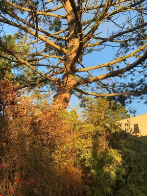 Grundstück kaufen in Korneuburg – 1 146 m², € 975.000 – Bild 11 von 15